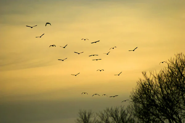 Una bandada de aves volando en el otoño detrás del sol — Foto de Stock