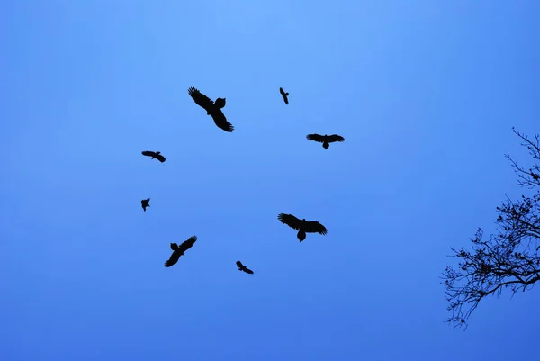 Birds circling in the sky — Stock Photo, Image