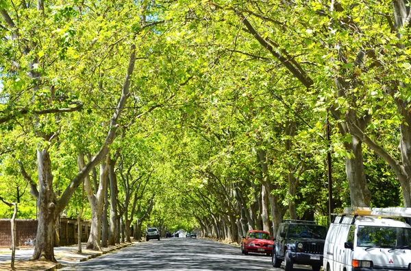 Schöne Baumkronen entlang der malerischen Viktoria-Allee, unley Park. — Stockfoto