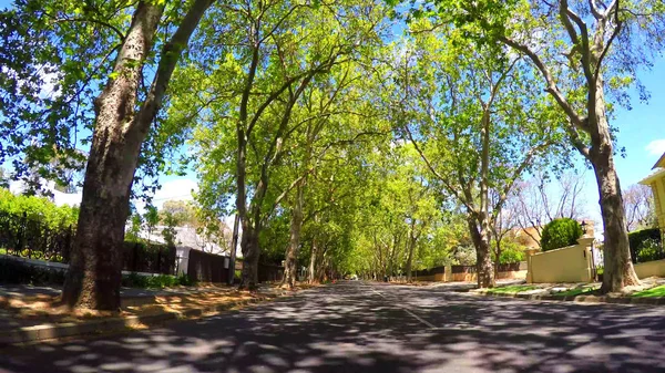 Veículo POV dirigindo sob belo dossel de árvores ao longo da avenida cênica . — Fotografia de Stock