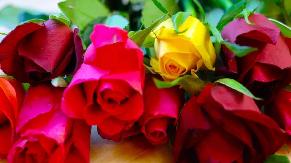 Beautiful red, pink, yellow and orange roses, closeup macro. — Stock Photo, Image