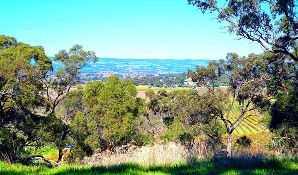 Vue panoramique sur la colline de l'Australie du Sud McLaren Vale région viticole . — Photo