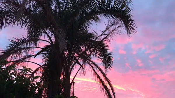 Palmier contre le coucher de soleil coloré vif du soir — Photo