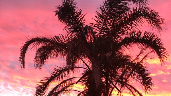 Palmier contre le coucher de soleil coloré vif du soir — Photo