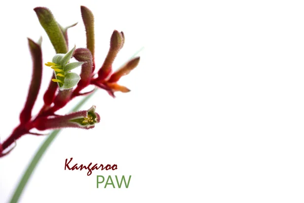 Australiska infödda Kangaroo Paw blomma på vit bakgrund med kopia utrymme. — Stockfoto