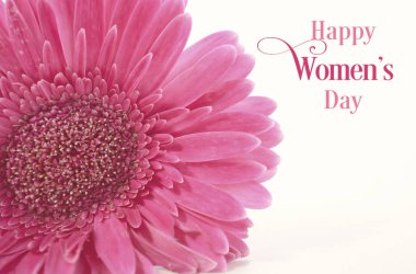 Womens Day pink gerbera with purple ribbon and applied vintage wash filter. clipart