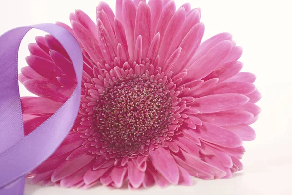 Gerbera rosa do Dia das Mulheres com fita roxa e filtro de lavagem vintage aplicado . — Fotografia de Stock