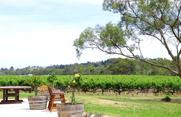 Utomhus vingård picknick miljö med utsikt över rader av vin rankor. — Stockfoto