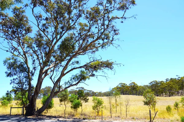 Kultowy australijski krajobraz z dużym eukaliptusowym Gumtree, Australia Południowa. — Zdjęcie stockowe