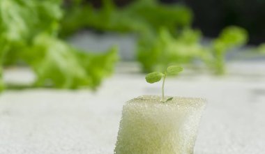 hydroponic sebze Bahçe çiftlik zemin, kopya alanı, metniniz için üzerine yakın büyüyen tohum salata.