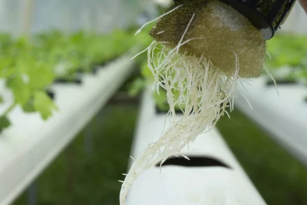 Hidroponik Hijau Sayuran Putih Rootin Dalam Cangkir Plastik Hitam Pada — Stok Foto