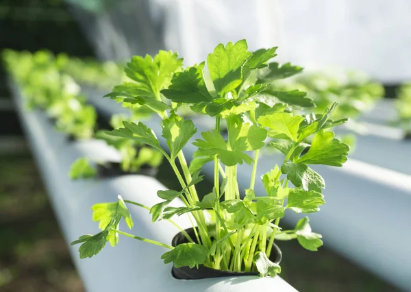 Hydrocultuur Selderij Opgroeien Zwarte Plastic Beker Bule Rails Tuin Sluiten — Stockfoto