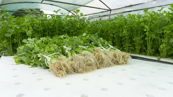 Hidroponik Sayuran Seledri Tumbuh Pengepakan Untuk Dijual Rumah Kaca Pada — Stok Foto