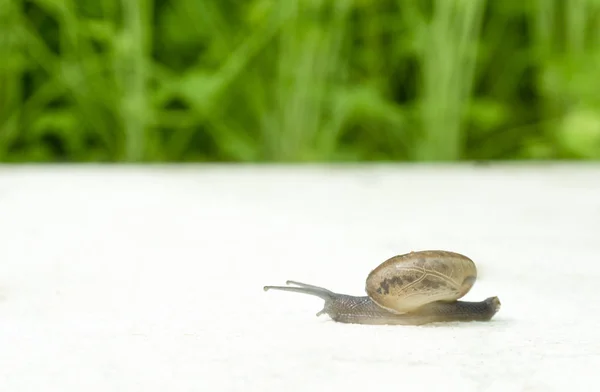 Snail Walking White Foam Green Leaves Salad Background Concept Healthy — Stock Photo, Image