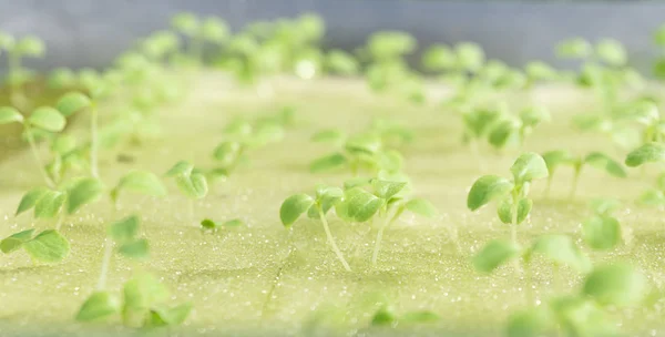 seed salad growing in plants using mineral nutrient solutions,with copy space for your text, hydroponics concept.