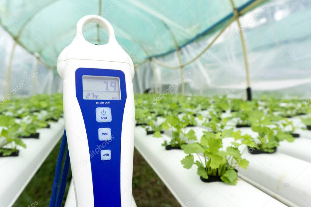 Digital pH meter tester and temperature gauge hydroponics celery green vegetables in the white rails,Close up.