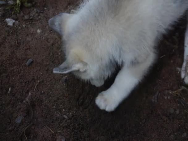 Siberiano Husky Cachorro Ojos Azules Cavar Suelo — Vídeos de Stock