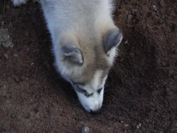 Szibériai Husky Kiskutya Kék Szemek Ásni Föld — Stock videók