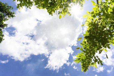 Ağaç görünümü ve Cirrus bulutlar üzerinde mavi gökyüzü güzel.