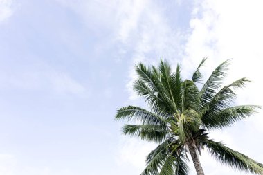 Mavi gökyüzü ve bulut zemin üzerine yaz ağaç Hindistan cevizi.