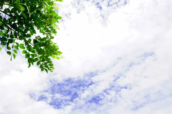 Ağaç görünümü ve bulutların üstünde mavi gökyüzü güzel. 