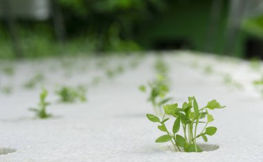 Kereviz taze çiğ sabah yeşil sebzeler suda yapraklarda yakın çekim.