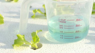 Metniniz için kopya alanı ile salata sebze sera hydroponics bahçe beyaz köpük plastik bardakta.