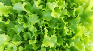 Taze yeşil salata sebze hydroponic bahçe çiftlik arka plan, metin, kopyalama yeri olan yakın büyümek.