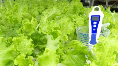 Dijital ph metre test denetleyicileri Kupası ölçü su, doğal arka plan. Hydroponic bahçe çiftliği, metniniz için kopya alanı.