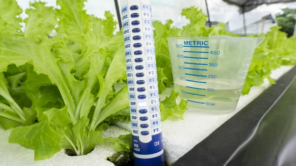 Digital Meter Penguji Salad Sayuran Seledri Dan Cangkir Mengukur Air — Stok Foto