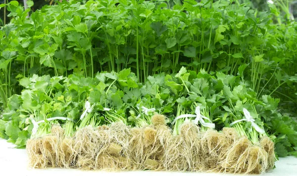 Raw Vegetable leaves salad healthy food. vegetable celery Hydroponics packing for sale. with copy space for your text