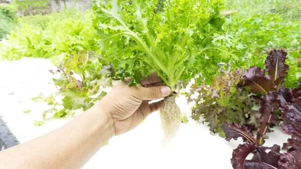 農家の手保持庭の背景 テキスト 閉じるのコピー スペースと コンセプトの健康食品に育つ水耕栽培野菜のサラダ — ストック写真