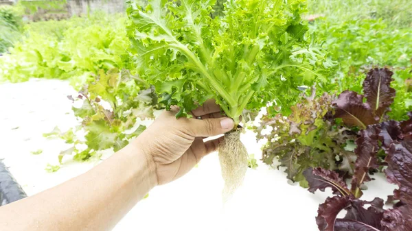 Mano Del Agricultor Sostiene Ensalada Verduras Hydroponics Creciendo Fondo Del — Foto de Stock