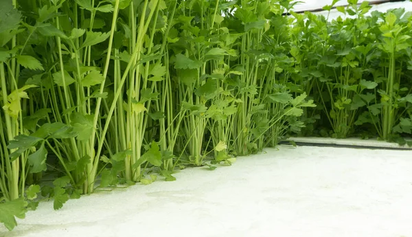 Sayuran Hijau Segar Meninggalkan Salad Makanan Sehat Kebun Hidroponik Rumah — Stok Foto