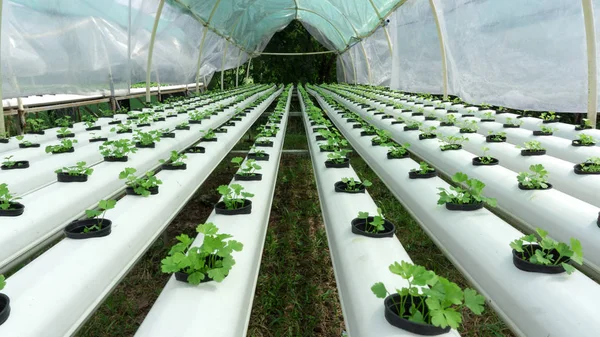Fresh Green salad celery vegetables growing in hydroponic garden farm background, with copy space for your text, Close up.