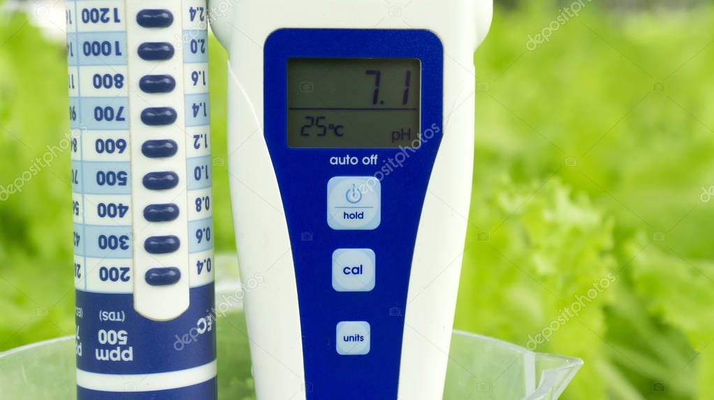 Digital pH meter tester Hydroponics celery  green vegetables in greenhouse on white foam , Close up.