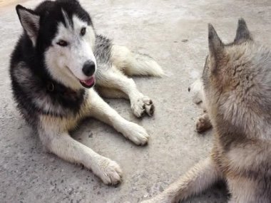 2 Sibirya Husky oynuyor.