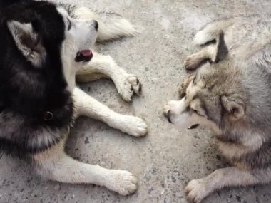 2 Sibirya Husky oynuyor.