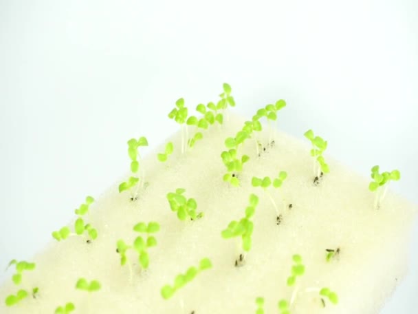 Les Graines Légumes Poussent Dans Des Feuilles Mousse Concept Hydroponique — Video