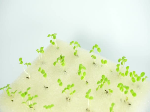 Vegetabiliska Frön Växer Skum Skivor Hydroponics Concept — Stockvideo
