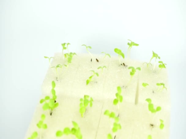 Σπόροι Λαχανικών Αυξάνονται Φύλλα Αφρού Υδροπονική Έννοια — Αρχείο Βίντεο