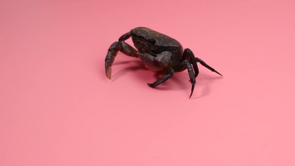 Crab Απομονωμένο Περπατήστε Αργά Ροζ Φόντο Εμπρόσθια Όψη Κενό Για — Αρχείο Βίντεο