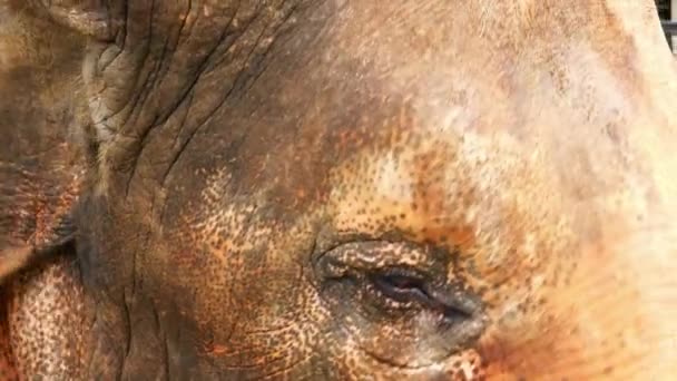 Nära Ögat Elefant Zoo Asiatisk Elefant — Stockvideo