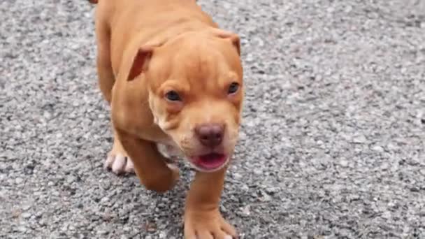 Yakından Kahverengi Köpek Yavrusu Koşuyor — Stok video