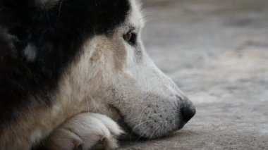 Gündüz vakti yalan söyleyen Sibirya cinsi bir köpek..