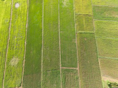 En iyi kuş gözü dron, güzel manzara Yeşil pirinç tarlası.