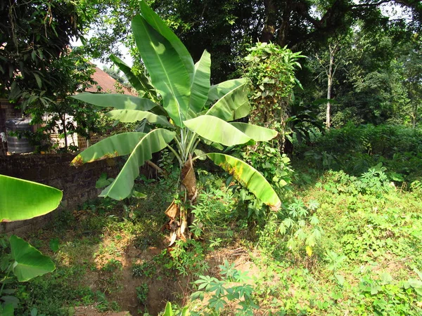 Plantain Δέντρο Στο Τροπικό Δάσος — Φωτογραφία Αρχείου