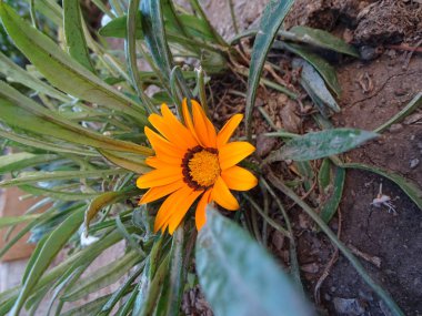 Bahçedeki güzel sarı çiçek