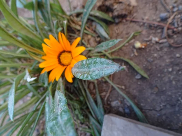 Hermosa Flor Amarilla Jardín —  Fotos de Stock
