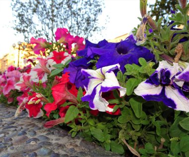 çiçeklerle parkta çok renkli bahçe